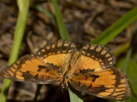 Common Joker Butterfly - Byblia anvatara  Byblia anvatara,Common joker,Geotagged,Mozambique,Ponta do Ouro,Summer