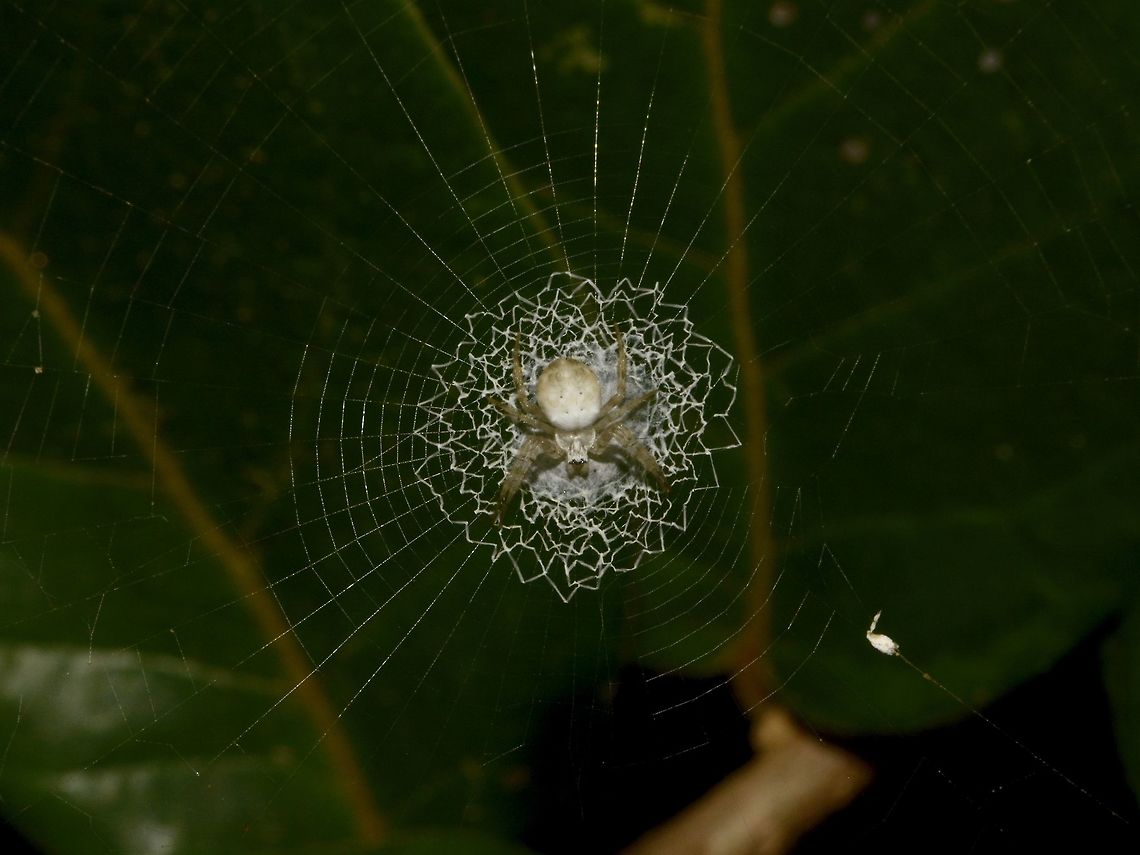 Check out my webbings Small Spider, around 1 cm in size with interesting webbings.<br />
Have seen several of them, including in Malaysia, their webbings has some interesting patterns to it in the middle and the outer webbings are the regular patterns. Geotagged,Mozambique,Ponta do Ouro,Spider,Summer,Webbings