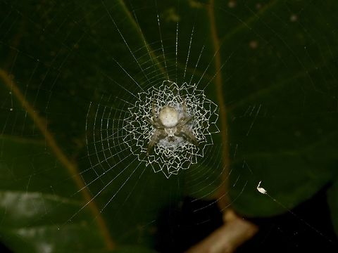 Check out my webbings Small Spider, around 1 cm in size with interesting webbings.
Have seen several of them, including in Malaysia, their webbings has some interesting patterns to it in the middle and the outer webbings are the regular patterns. Geotagged,Mozambique,Ponta do Ouro,Spider,Summer,Webbings