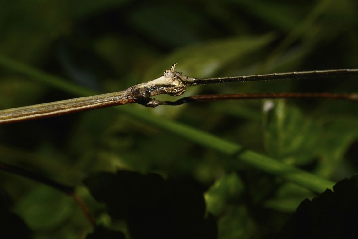 Stick Insect, Phasmid This is a male Phasmid, very thin/slender like the typical Stick Insects.<br />
Quite long in size, around 15 cm.<br />
He has 2 tiny horns on its head.<br />
<br />
Picture of the whole Phasmid can be seen here :<br />
<br />
<figure class="photo"><a href="https://www.jungledragon.com/image/45590/stick_insect_phasmid.html" title="Stick Insect, Phasmid"><img src="https://s3.amazonaws.com/media.jungledragon.com/images/2994/45590_thumb.jpg?AWSAccessKeyId=05GMT0V3GWVNE7GGM1R2&Expires=1769040010&Signature=fQaWOUZ4S2NoEMg6%2FqeaPkvsJes%3D" width="200" height="134" alt="Stick Insect, Phasmid This is a male Phasmid.<br />
Typical look of a Stick Insect, thin and slender with long legs and antennae, quite a big size, around 15 cm.<br />
<br />
Close up of the head can be seen here :<br />
<br />
https://www.jungledragon.com/image/45575/stick_insect_phasmid.html<br />
 Geotagged,Mozambique,Summer" /></a></figure><br />
 Geotagged,Mozambique,Phasmid,Ponta do Ouro,Stick Insect,Summer