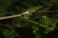 Stick Insect, Phasmid This is a male Phasmid, very thin/slender like the typical Stick Insects.<br />
Quite long in size, around 15 cm.<br />
He has 2 tiny horns on its head.<br />
<br />
Picture of the whole Phasmid can be seen here :<br />
<br />
https://www.jungledragon.com/image/45590/stick_insect_phasmid.html<br />
 Geotagged,Mozambique,Phasmid,Ponta do Ouro,Stick Insect,Summer
