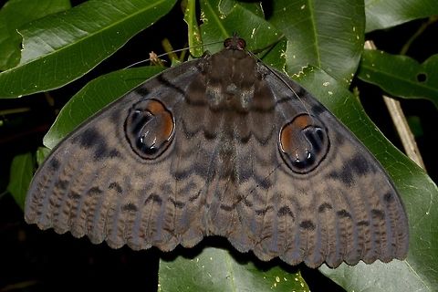 Walker's Owl Moth This Owl Moth - Erebus walkeri has 2 big circular markings on its wings, making it looks like false eyes. API,Erebus walkeri,Geotagged,Moth,Mozambique,Owl Moth,Ponta do Ouro,Summer,Walker's Owl Moth