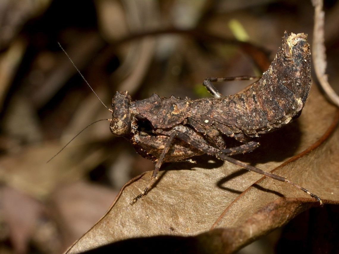 Nymph of Boxer Mantis Small Praying Mantis, around 3 cm in size, still a nymph.<br />
Very well camouflage among the leaf litters. Boxer Mantis,Geotagged,Mozambique,Otomantis scutigera,Ponta do Ouro,Praying Mantis,Summer,Winter