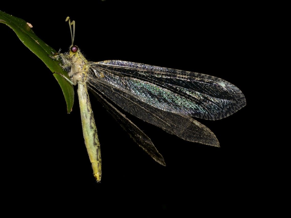 Yellow Ant-Lion This Ant-Lion has yellow coloured body and reflective wings. Ant-Lion,Geotagged,Gregarious antlion,Hagenomyia tristis,Mozambique,Ponta do Ouro,Summer