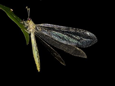 Yellow Ant-Lion This Ant-Lion has yellow coloured body and reflective wings. Ant-Lion,Geotagged,Gregarious antlion,Hagenomyia tristis,Mozambique,Ponta do Ouro,Summer