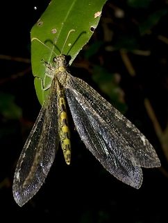 Gregarious antlion