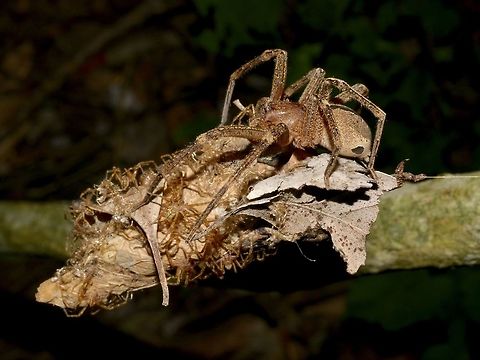 Mama Spider & her Babies Probably the same species of Spider as the previous Spotting.
This Mama Spider was brooding her babies. Brooding,Geotagged,Mozambique,Ponta do Ouro,Spider,Summer