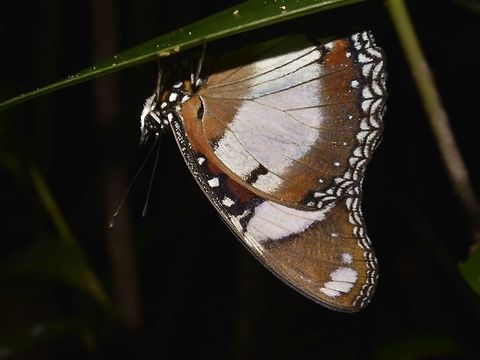 Danaid Eggfly - Hypolimnas misippus  Butterfly,Danaid Eggfly,Geotagged,Hypolimnas misippus,Mozambique,Ponta do Ouro,Summer