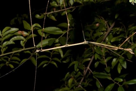 Stick Insect, Phasmid This is a male Phasmid.
Typical look of a Stick Insect, thin and slender with long legs and antennae, quite a big size, around 15 cm.

Close up of the head can be seen here :

https://www.jungledragon.com/image/45575/stick_insect_phasmid.html
 Geotagged,Mozambique,Summer