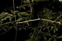 Stick Insect, Phasmid This is a male Phasmid.<br />
Typical look of a Stick Insect, thin and slender with long legs and antennae, quite a big size, around 15 cm.<br />
<br />
Close up of the head can be seen here :<br />
<br />
https://www.jungledragon.com/image/45575/stick_insect_phasmid.html<br />
 Geotagged,Mozambique,Summer