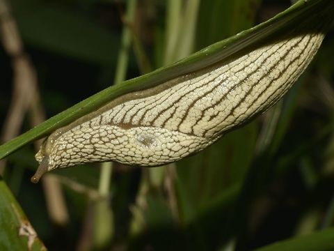 African Banana Slug - Elisolimax flavescens This African Banana Slug - Elisolimax flavescens can be highly variable in colours ranging from white, grey, yellow, green, brown and shades in between.  They have darker longitudinal bands running along its body. African Banana Slug,Elisolimax flavescens,Geotagged,Mozambique,Ponta do Ouro,Summer