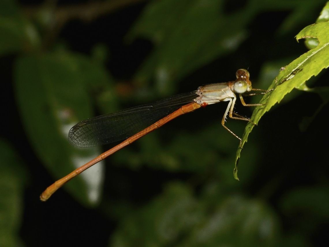 Common Orange Damselfly - Ceriagrion glabrum  Ceriagrion glabrum,Common Orange Damselfly,Damselfly,Geotagged,Mozambique,Ponta do Ouro,Summer