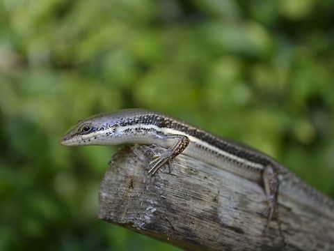 African Stripe Skink This African Stripe Skink - Trachylepsis striata, also known as Stripe Skink has a synonym of Mabuya striata. African striped skink,Geotagged,Mabuya striata,Mozambique,Ponta do Ouro,Summer,Trachylepis striata