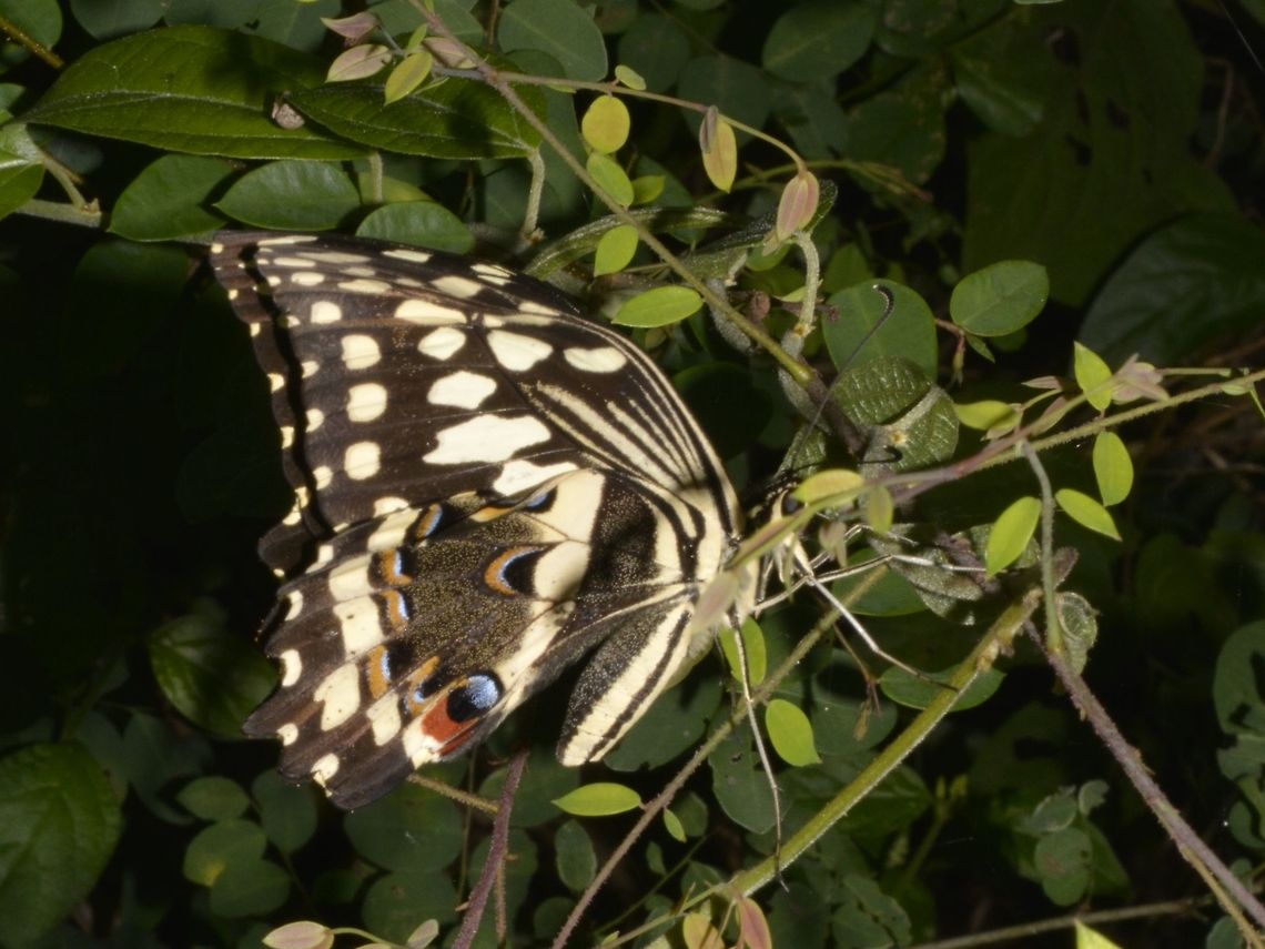 Citrus Swallowtail Butterfly - Papilio demodocus  Butterfly,Citrus swallowtail,Geotagged,Mozambique,Papilio demodocus,Ponta do Ouro,Summer