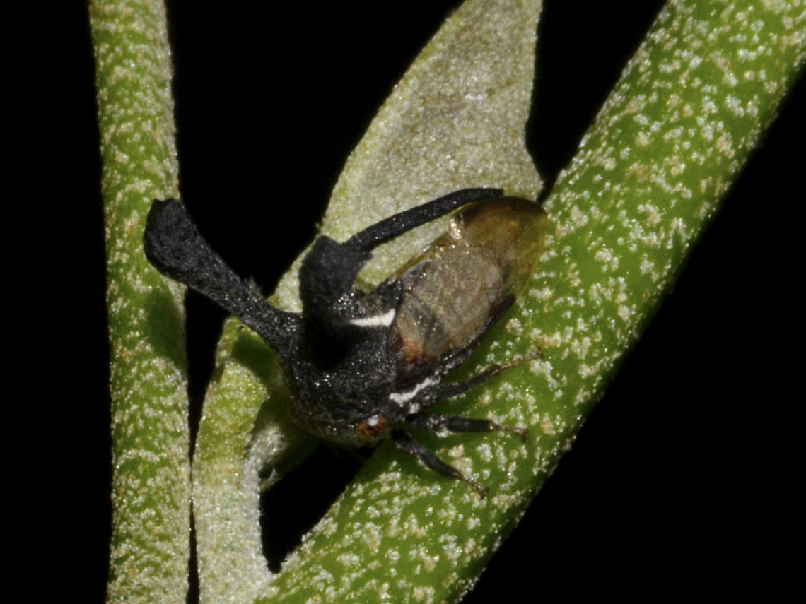 Horned Treehopper This Horned Treehopper is from the family of Membracidae.<br />
They are very small in size of 5-6mm.<br />
Looks similar to the ones I saw from Philippines but this one, the two horns to the side is not pointed.<br />
<br />
Picture of the Horned Treehopper from Philippines can be seen here :<br />
<br />
<figure class="photo"><a href="https://www.jungledragon.com/image/45151/horned_treehopper_-_membracidae.html" title="Horned Treehopper - Membracidae"><img src="https://s3.amazonaws.com/media.jungledragon.com/images/2994/45151_thumb.jpg?AWSAccessKeyId=05GMT0V3GWVNE7GGM1R2&Expires=1763596810&Signature=sLUnS8QDF%2FxoWBFqgKLV1ExuYL0%3D" width="200" height="138" alt="Horned Treehopper - Membracidae This is a tiny Horned Treehopper from the family Membracidae. Anilao,Fall,Geotagged,Horned Treehopper,Membracidae,Philippines,Treehopper" /></a></figure><br />
<br />
Update : From the genus Anchon. Anchon,Anchon sp,Geotagged,Horned Treehopper,Membracidae,Mozambique,Ponta do Ouro,Summer
