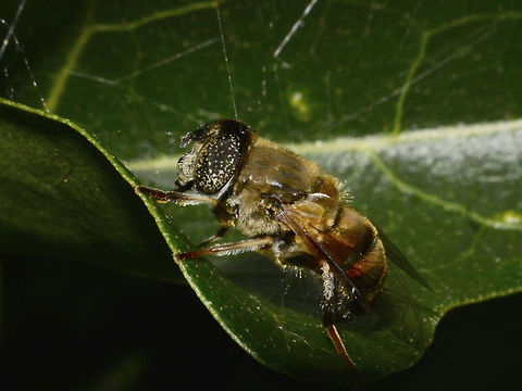 Syrphid Fly This is a Syrphid Fly, probably from the genus, Eristalinus. Eristalinus sp,Geotagged,Mozambique,Ponta do Ouro,Summer,Syrphid Fly