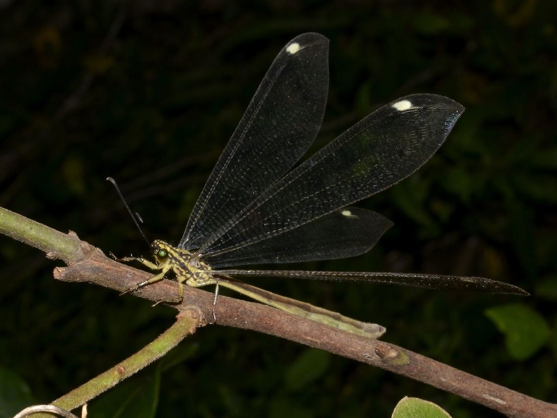 Ant-Lion - Hagenomyia tristis  Ant-Lion,Geotagged,Gregarious antlion,Hagenomyia tristis,Mozambique,Ponta do Ouro,Summer