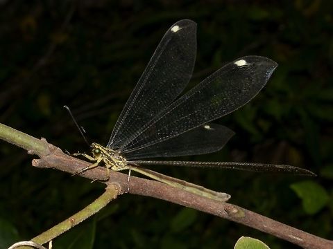 Ant-Lion - Hagenomyia tristis  Ant-Lion,Geotagged,Gregarious antlion,Hagenomyia tristis,Mozambique,Ponta do Ouro,Summer