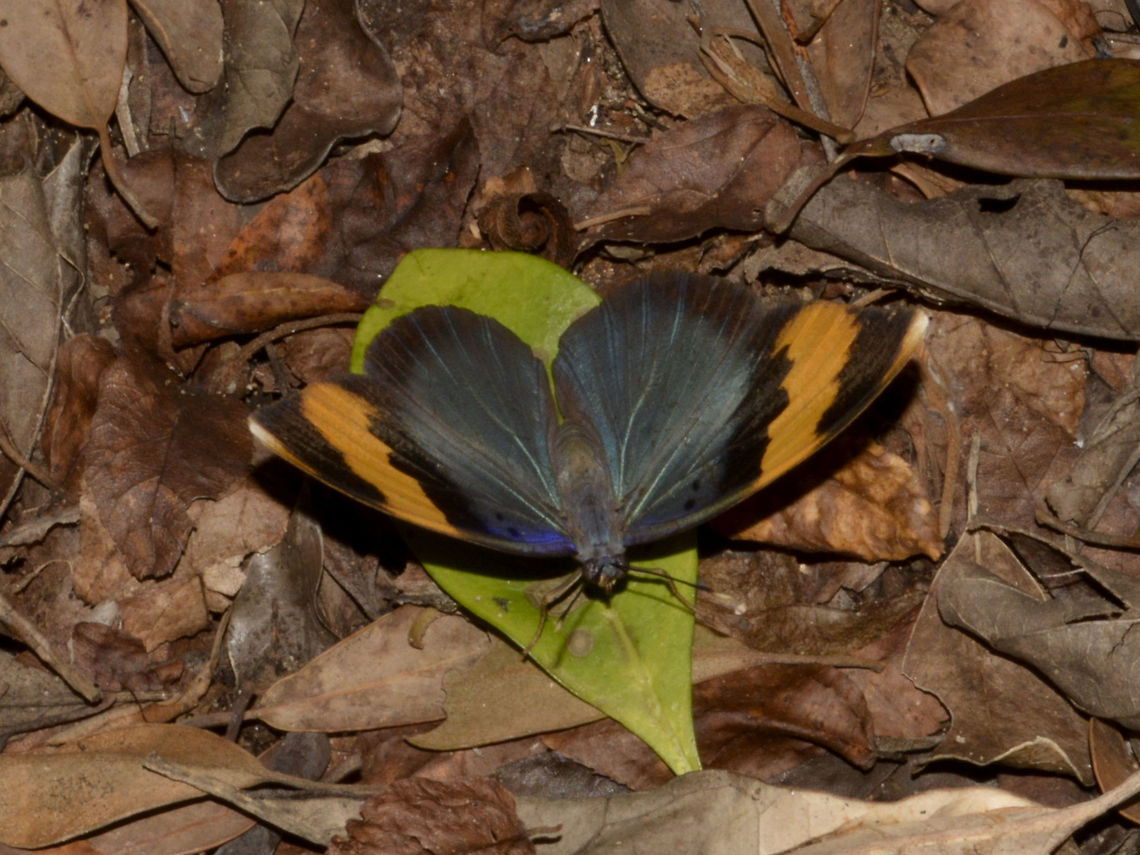 Gold Banded Forester Butterfly This Gold Banded Forester Butterfly - Euphaedra neophron was not easy to spot when resting among leaf litters. Euphaedra neophron,Geotagged,Gold Banded Forester,Mozambique,Ponta do Ouro,Summer