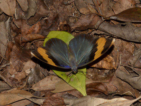 Gold Banded Forester