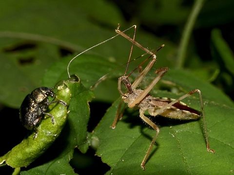Preparing to Strike This was a scene I always imagine how it was before the Assassin Bug strikes its prey.
Unfortunately, I didn't get to see the actual 'attack'.
The black beetle on the left remained still and the Assassin Bug didn't went after the Beetle, not sure if its because of my light.  This was seen at night time.  After about 5 minutes of waiting, I left them. Assassin Bug,Geotagged,Mozambique,Ponta do Ouro,Summer