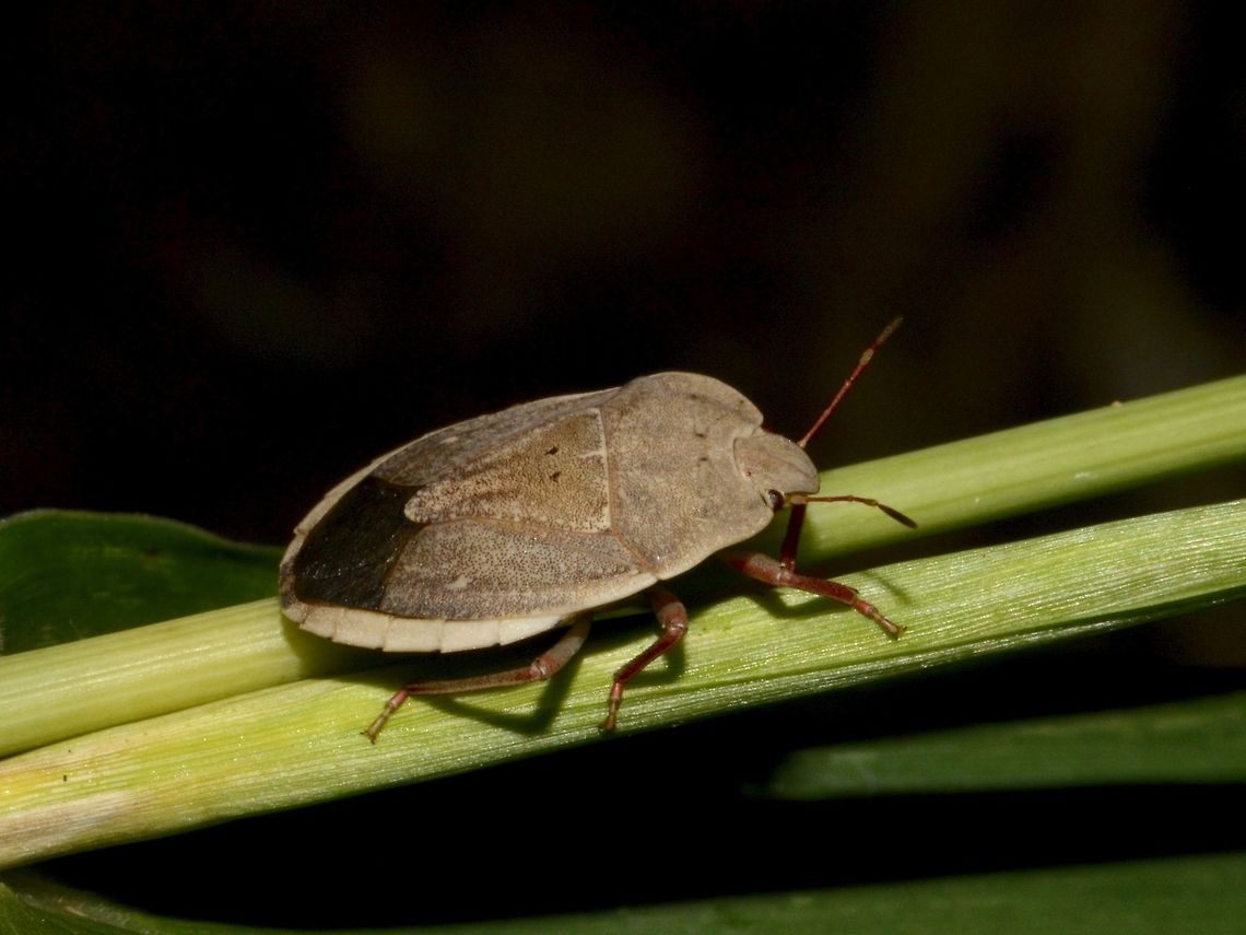 Stink Bug Possibly Delegorguella ventralis, but cannot be definite. Delegorguella ventralis,Geotagged,Mozambique,Ponta do Ouro,Stink Bug,Summer