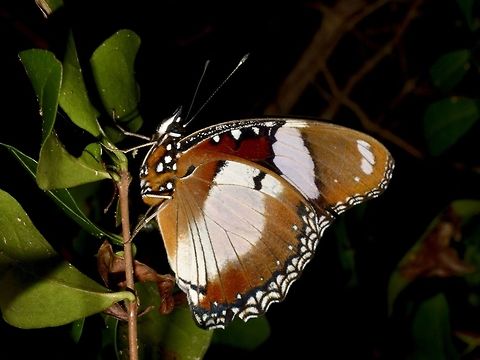 Danaid Eggfly - Hypolimnas misippus  Butterly,Danaid Eggfly,Geotagged,Hypolimnas misippus,Mozambique,Ponta do Ouro,Summer