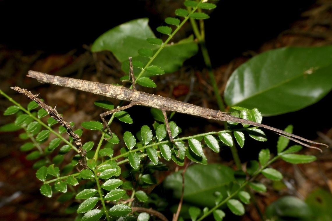 Stick Insect, Phasmid This is a female Phasmid, probably from the family of Xylicinae.<br />
Was told by a Taxanomist friend in Europe that this is most likely an undescribed species of Phasmid. Geotagged,Mozambique,Phasmid,Ponta do Ouro,Stick Insect,Summer