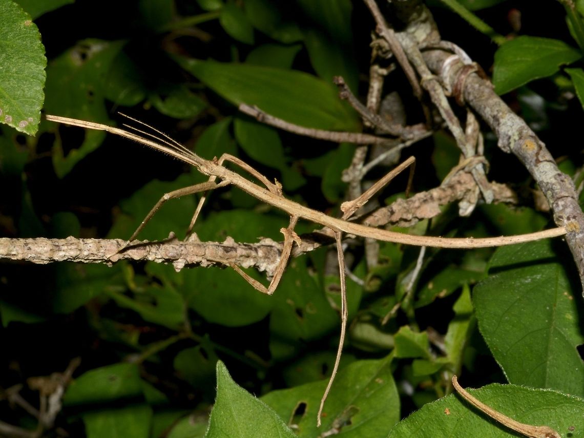 Stick Insect, Phasmid - Bactrododema sp This is a nymph of Phasmid from the genus Bactrododema.<br />
It has tiny appendage on its head and small lobes on its middle and last pair of legs.<br />
<br />
Close-up picture of the face can be seen here :<br />
<br />
<figure class="photo"><a href="https://www.jungledragon.com/image/45610/little_crown.html" title="Little Crown"><img src="https://s3.amazonaws.com/media.jungledragon.com/images/2994/45610_thumb.jpg?AWSAccessKeyId=05GMT0V3GWVNE7GGM1R2&Expires=1769040010&Signature=V9LxhLTDHLTwEIZ4m%2BCUuBIQJWw%3D" width="200" height="152" alt="Little Crown This is a close-up of the Phasmid nymph from the genus Bactrododema.<br />
It has a small appendage on top of its head, looking like a small crown.<br />
<br />
Picture of the whole Phasmid can be seen here :<br />
<br />
https://www.jungledragon.com/image/45609/stick_insect_phasmid_-_bactrododema_sp.html<br />
 Bactrododema sp,Geotagged,Mozambique,Phasmid,Ponta do Ouro,Stick Insect,Summer" /></a></figure><br />
 Bactrododema sp,Geotagged,Mozambique,Phasmid,Ponta do Ouro,Stick Insect,Summer