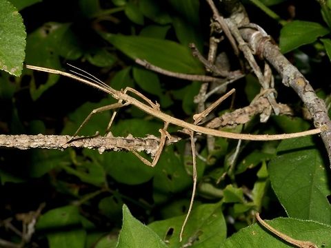 Stick Insect, Phasmid - Bactrododema sp This is a nymph of Phasmid from the genus Bactrododema.
It has tiny appendage on its head and small lobes on its middle and last pair of legs.

Close-up picture of the face can be seen here :

https://www.jungledragon.com/image/45610/little_crown.html
 Bactrododema sp,Geotagged,Mozambique,Phasmid,Ponta do Ouro,Stick Insect,Summer
