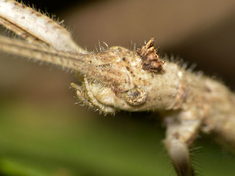 Little Crown This is a close-up of the Phasmid nymph from the genus Bactrododema.
It has a small appendage on top of its head, looking like a small crown.

Picture of the whole Phasmid can be seen here :

https://www.jungledragon.com/image/45609/stick_insect_phasmid_-_bactrododema_sp.html
 Bactrododema sp,Geotagged,Mozambique,Phasmid,Ponta do Ouro,Stick Insect,Summer