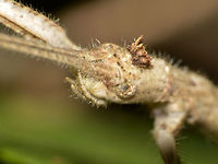 Little Crown This is a close-up of the Phasmid nymph from the genus Bactrododema.<br />
It has a small appendage on top of its head, looking like a small crown.<br />
<br />
Picture of the whole Phasmid can be seen here :<br />
<br />
https://www.jungledragon.com/image/45609/stick_insect_phasmid_-_bactrododema_sp.html<br />
 Bactrododema sp,Geotagged,Mozambique,Phasmid,Ponta do Ouro,Stick Insect,Summer
