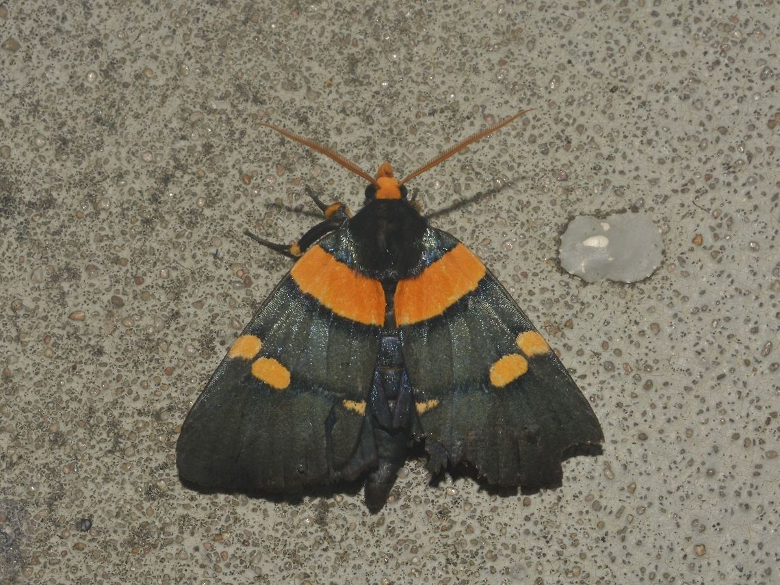 Peach Moth This Peach Moth - Egybolis vaillantina is black in colour with bright orange markings on its wings and has an orange face and antennae. African Peach Moth,Egybolis vaillantina,Geotagged,Moth,Mozambique,Ponta do Ouro,Summer