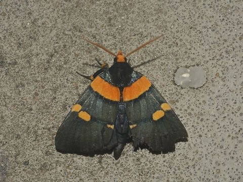 African Peach Moth