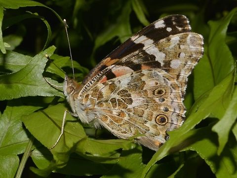 Painted Lady Buttefly - Vanessa cardui  Geotagged,Mozambique,Painted Lady,Ponta do Ouro,Summer,Vanessa cardui