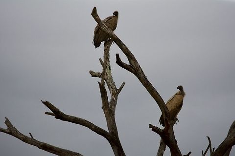 White-backed Vulture - Gyps Africanus  Geotagged,Gyps africanus,Hluhluwe,South Africa,Summer,White-backed Vulture