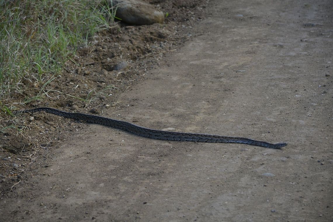 Rock Python - Python sebae This Rock Python was slithering across the road, our guide stop the car and let it pass.<br />
Was not able to get close-up pictures as we were not allowed to get out of the car.<br />
This one was around 2.5 meters in length.<br />
Rock Python is the largest Snake in Africa and ranked among the largest in the world, with reported record of up to 6 meters in length. Geotagged,Hluhluwe,Python sebae,Rock Python,South Africa,Summer