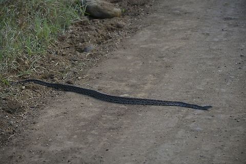 Rock Python - Python sebae This Rock Python was slithering across the road, our guide stop the car and let it pass.
Was not able to get close-up pictures as we were not allowed to get out of the car.
This one was around 2.5 meters in length.
Rock Python is the largest Snake in Africa and ranked among the largest in the world, with reported record of up to 6 meters in length. Geotagged,Hluhluwe,Python sebae,Rock Python,South Africa,Summer