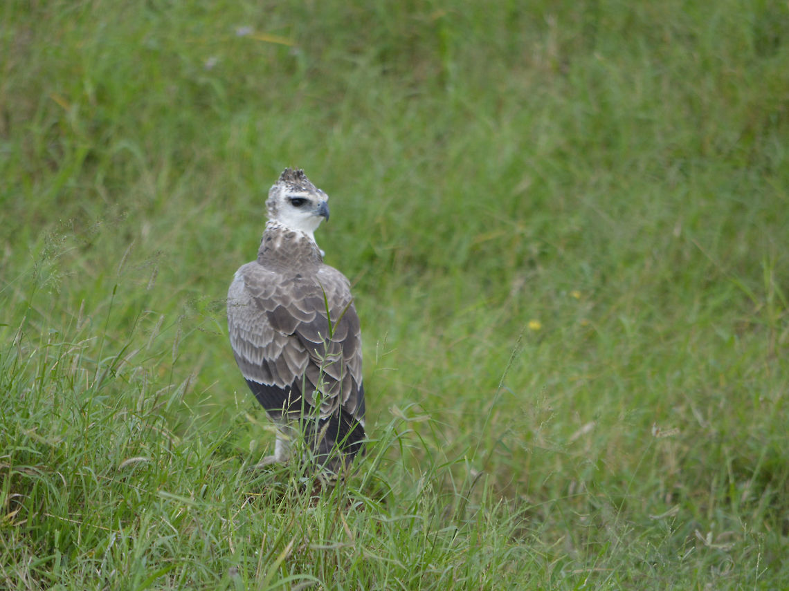 Martial Eagle - Polemaetus bellicosus  Bird,Geotagged,Hluhluwe,Martial Eagle,Polemaetus bellicosus,South Africa,Summer