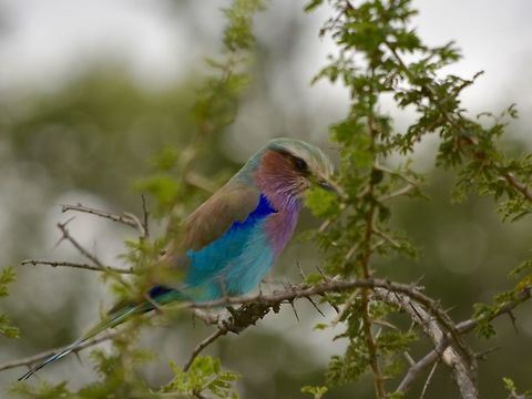 Lilac-Breasted Roller - Coracias caudatus  Coracias caudatus,Geotagged,Hluhluwe,Lilac-breasted Roller,South Africa,Summer