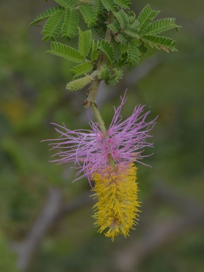Sickle Bush - Dichrostachys cinerea  Dichrostachys cinerea,Geotagged,Hluhluwe,Sicklebush,South Africa,Summer