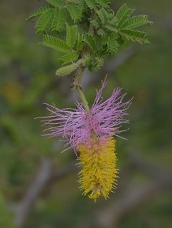 Sickle Bush - Dichrostachys cinerea Dichrostachys cinerea,Geotagged,Hluhluwe,Sicklebush,South Africa,Summer