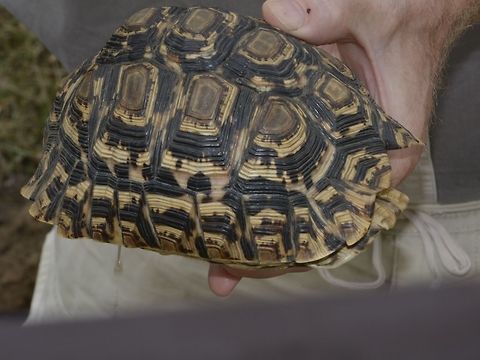 Leopard Tortoise - Stigmochelys pardalis A few days before this encounter at another National Park, the guide told us this Tortoise will pee/urinate if they are being picked up.  This time around, the guide did indeed pick up the Tortoise and he was peed by it.  You can see the drops of urine on the left of the Tortoise. Geotagged,Hluhluwe,Leopard tortoise,South Africa,Stigmochelys pardalis,Summer