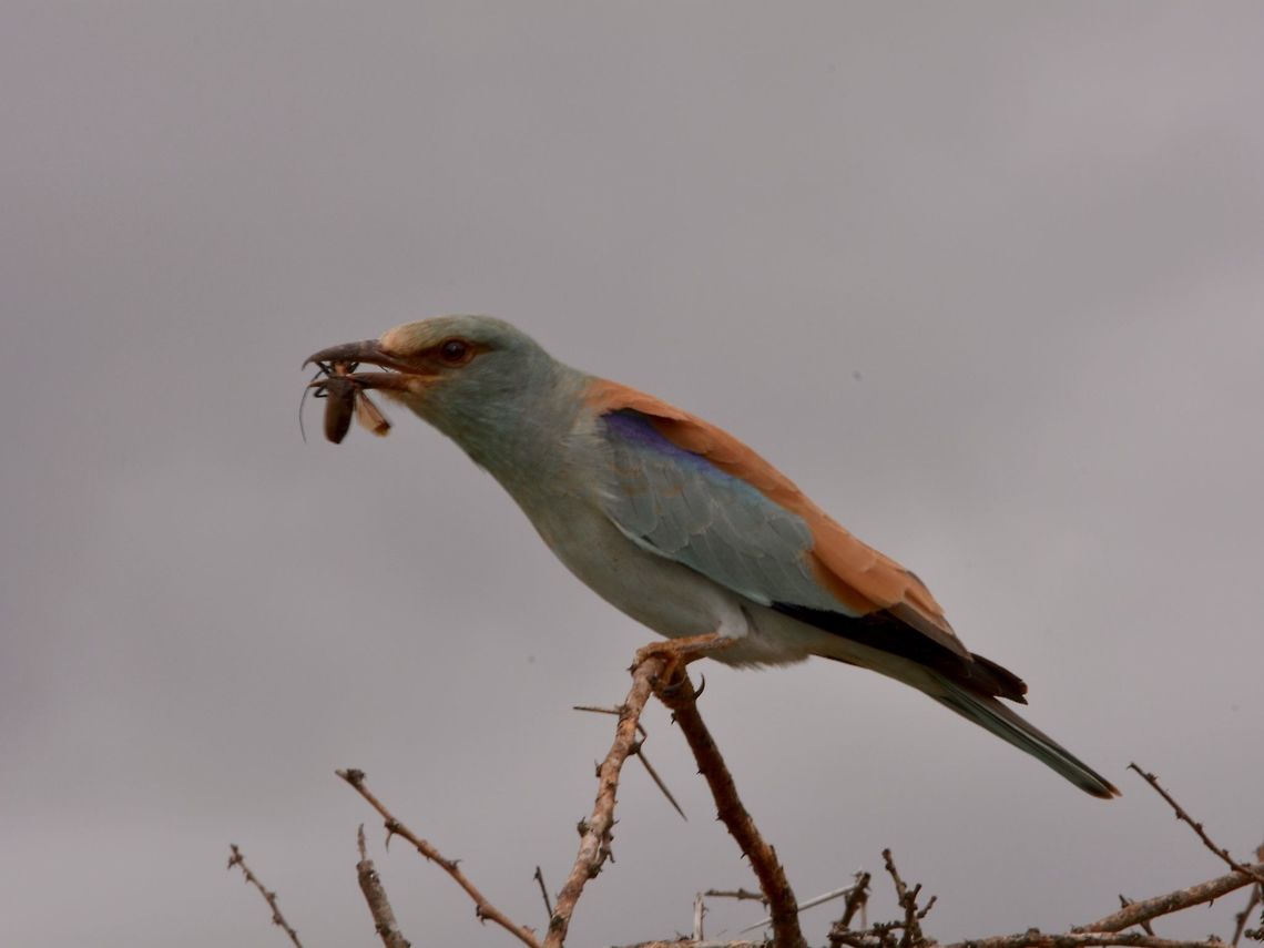 Bird with Beetle catch This European Roller - Coracias garrulus has caught a beetle for a meal. Bird,Coracias garrulus,European Roller,Geotagged,Hluhluwe,South Africa,Summer