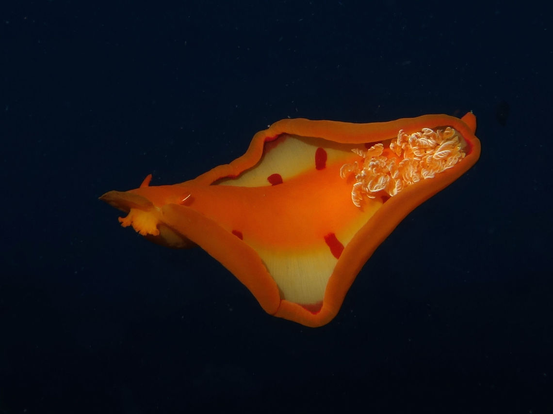 Spanish Dancer This Spanish Dancer - Hexabranchus sanguineus is a very large Nudibranch, around 30 cm.<br />
Usually, Nudibranch are slow crawlers on the sea bottom but when disturbed they can swim in the water column and when do that, the mantle opens up making it look like the skirt of flamenco dancer, hence its name.<br />
<br />
A video of a similar Spanish Dancer swimming can be seen in this video of me with a Spanish Dancer in Philippines :<br />
<br />
<section class="video"><iframe width="448" height="282" src="https://www.youtube-nocookie.com/embed/chfHWj7XkRk?hd=1&autoplay=0&rel=0" frameborder="0" allowfullscreen></iframe></section><br />
<br />
<br />
This was seen in very deep waters of around 40 meters during a dive in Mozambique. Geotagged,Hexabranchus sanguineus,Ponta do Ouro,South Africa,Spanish dancer,Summer