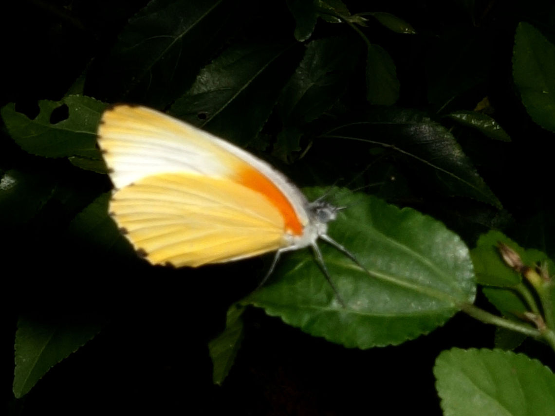 Common/Eastern Dotted Border - Mylothris agathina  Butterfly,Eastern dotted border,Geotagged,Mozambique,Mylothris agathina,Ponta do Ouro,Summer