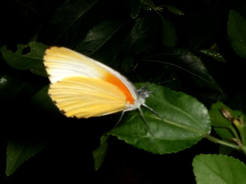Common/Eastern Dotted Border - Mylothris agathina  Butterfly,Eastern dotted border,Geotagged,Mozambique,Mylothris agathina,Ponta do Ouro,Summer
