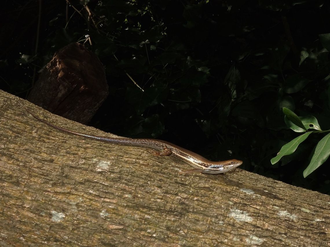 African Striped Skink - Trachylepsis striata  African striped skink,Geotagged,Hluhluwe,Mozambique,Summer,Trachylepis striata