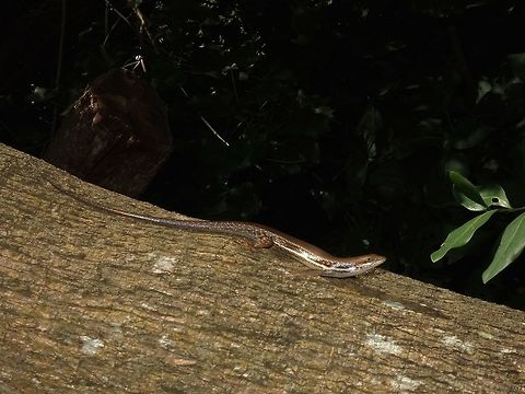 African Striped Skink - Trachylepsis striata  African striped skink,Geotagged,Hluhluwe,Mozambique,Summer,Trachylepis striata
