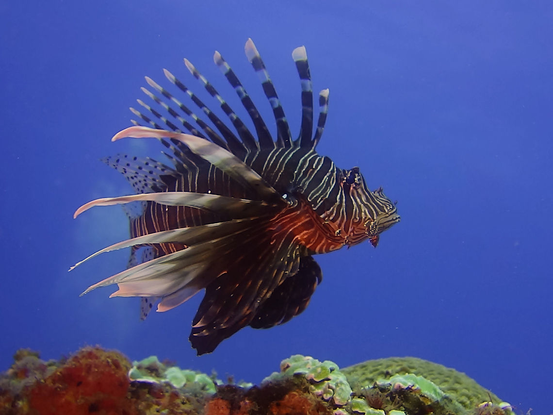 Lionfish - Pterois volitans  Geotagged,Lionfish,Mozambique,Ponta do Ouro,Pterois volitans,Red lionfish,Summer